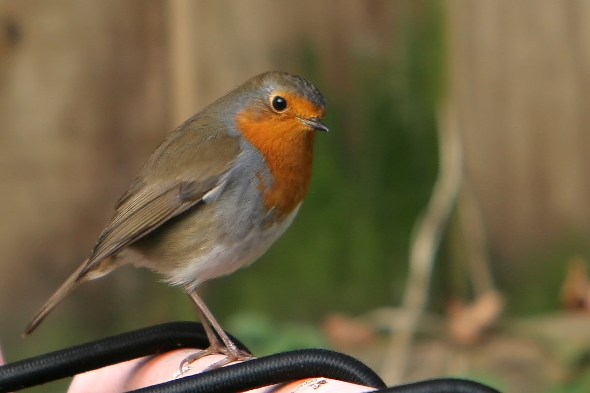 Menjadi Seorang Pengamat Burung Robin: Panduan untuk Pemula